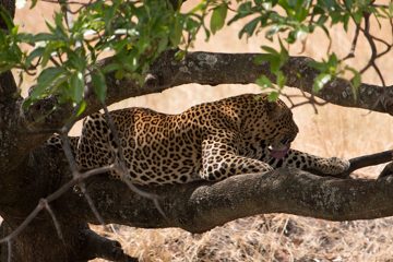 IMG_7152