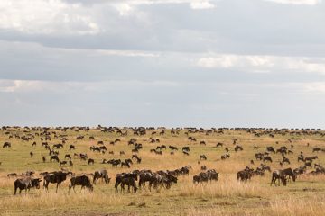 IMG_7544