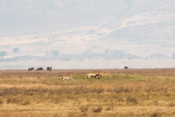 IMG_6288