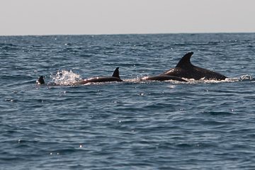 IMG_8862