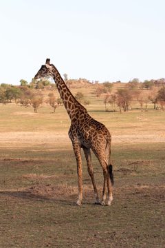 IMG_7296