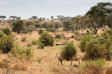 IMG_6018