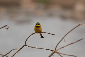 IMG_7702