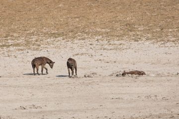 IMG_6385
