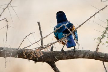 IMG_5935