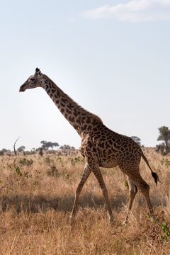 IMG_6200
