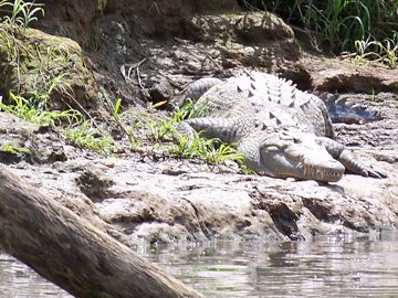 Un crocodile