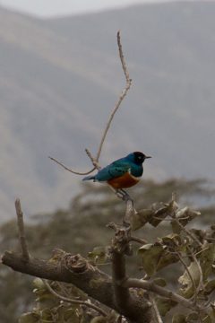 IMG_6643