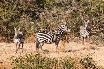 IMG_6412