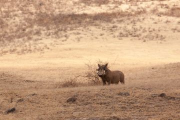 P-IMG_6432-2