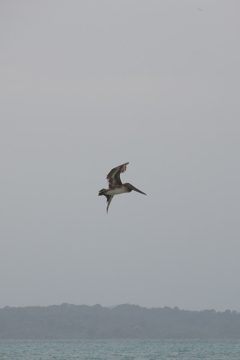 IMG_5488