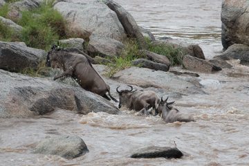 IMG_7396