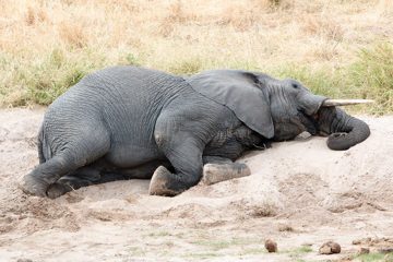 IMG_5987