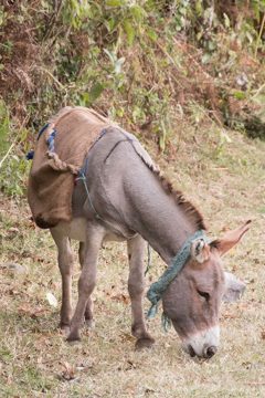 IMG_6584