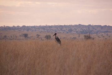 P-IMG_6994-2