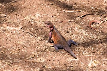 IMG_7102