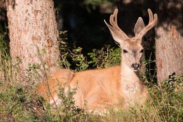 IMG_0437