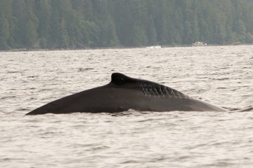 IMG_0762