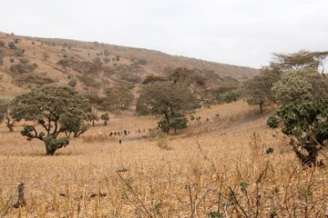 IMG_6652