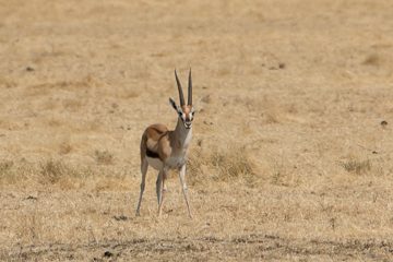 IMG_6334