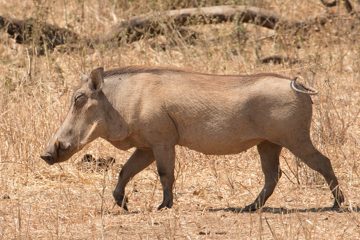 IMG_6112