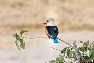 IMG_5985