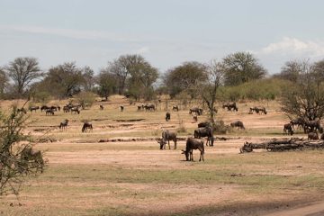 IMG_7598