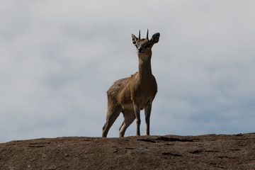 IMG_7591