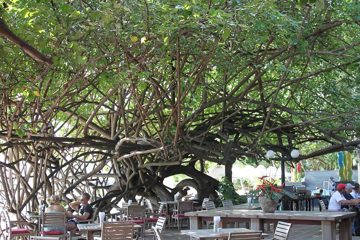 IMG_0708.jpg