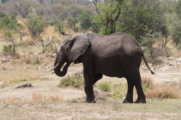 IMG_7662