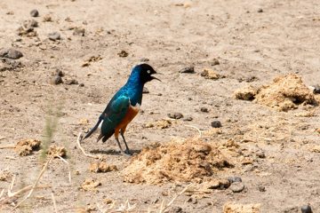 IMG_5960