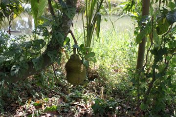 IMG_0265.jpg