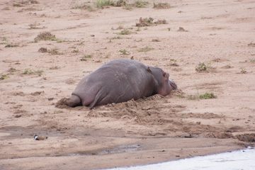 P-IMG_6731-2