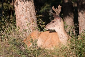 IMG_0435