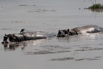 IMG_6318
