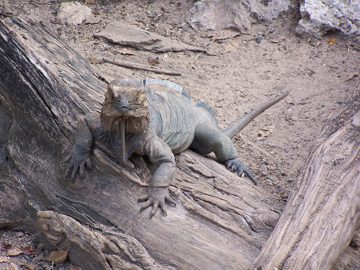100_2539.jpg