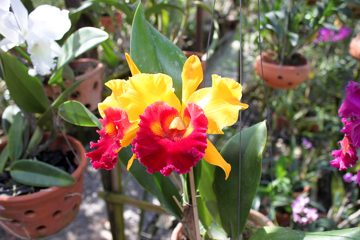 IMG_0246.jpg