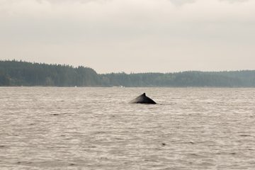 IMG_0784