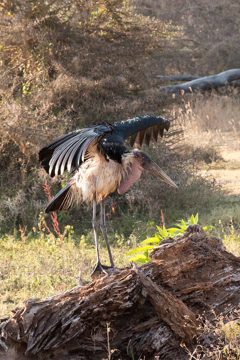 IMG_6447