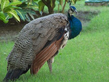 100_2529.jpg
