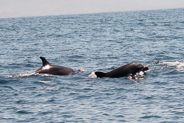 IMG_8849
