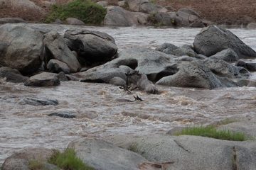 IMG_7383