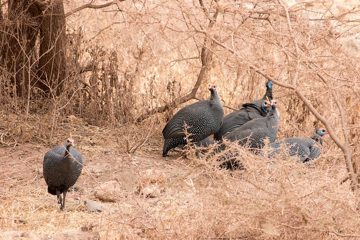 IMG_6225