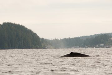 IMG_0752
