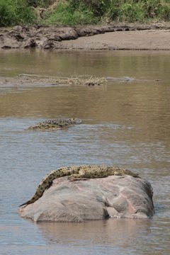 IMG_7460